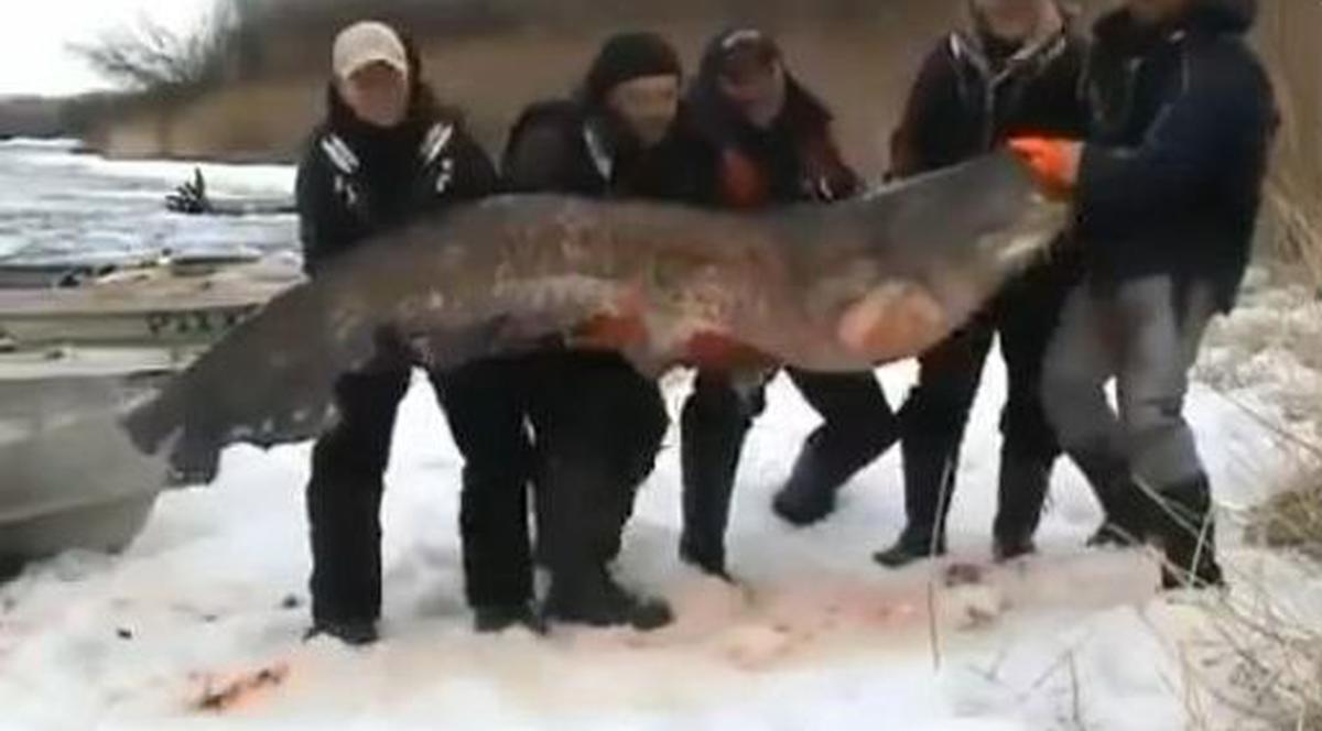 Nu e poveste pescărească! Au prins un SOMN de 195 de kilograme! | VIDEO