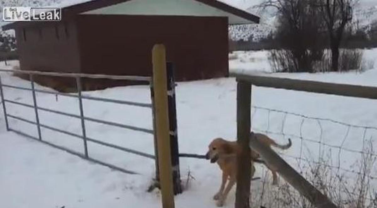 E ăsta cel mai PROST câine din lume? | VIDEO