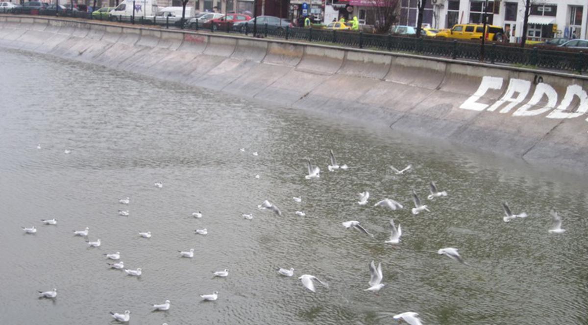 Spectacol oferit de pescăruşi în centrul Capitalei| FOTO
