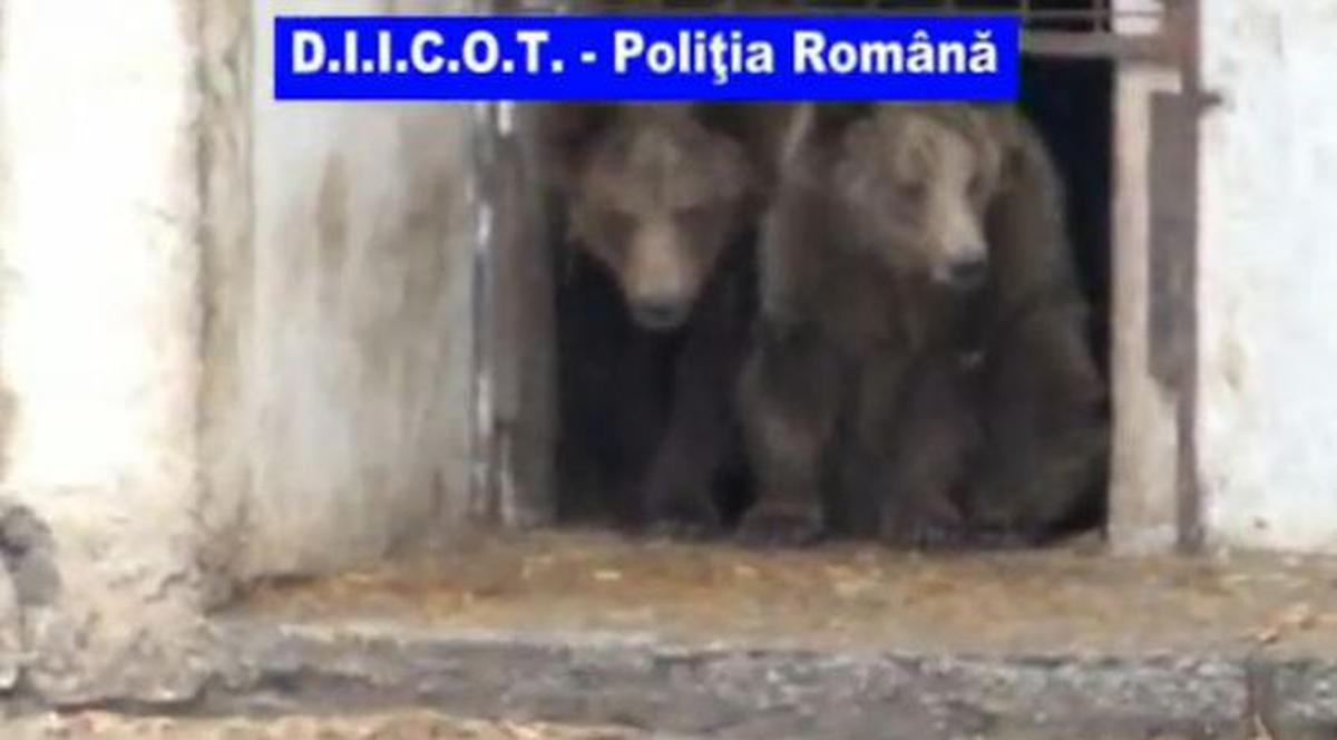 Leii şi urşii lui Nuţu Cămătaru sunt deţinuţi ilegal şi vor fi ridicaţi de autorităţi | VIDEO