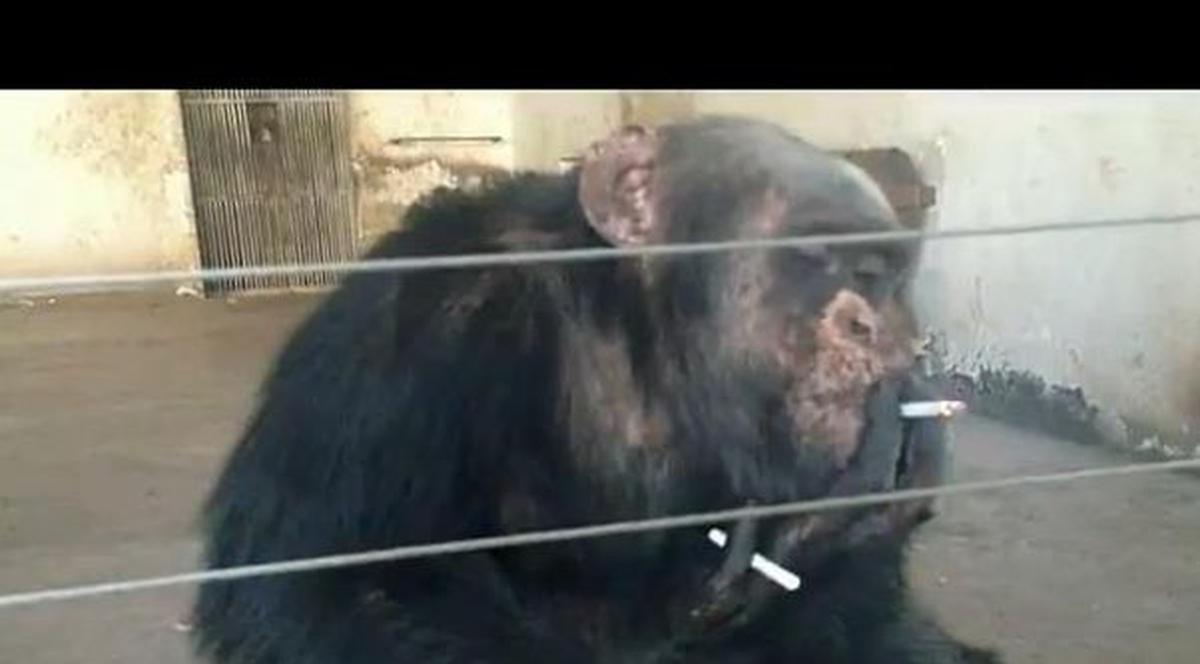 Un animal mai deştept de atât nu ai văzut! Uite cum fumează cimpanzeul ăsta şi cum îşi aprinde singur a 2-a ţigară! | VIDEO
