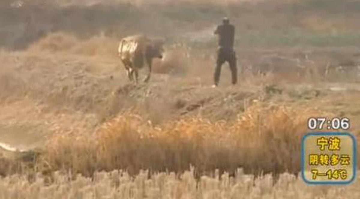 A împuşcat un TAUR de şapte ori şi ANIMALUL continua să îl atace! | VIDEO INCREDIBIL