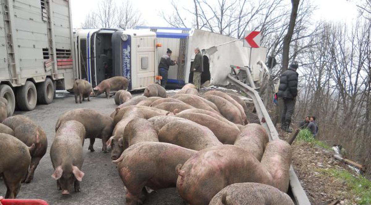 Un TIR care transporta porci s-a răsturnat în județul Argeş | FOTO&VIDEO