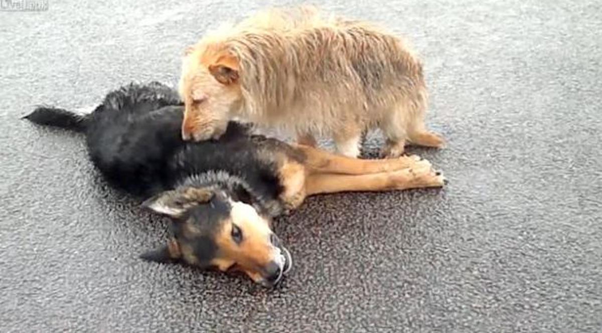 E cel mai emoţionant video al anului? Uite cum un câine încearcă să-şi readucă la viaţă prietenul mort pe autostradă | VIDEO