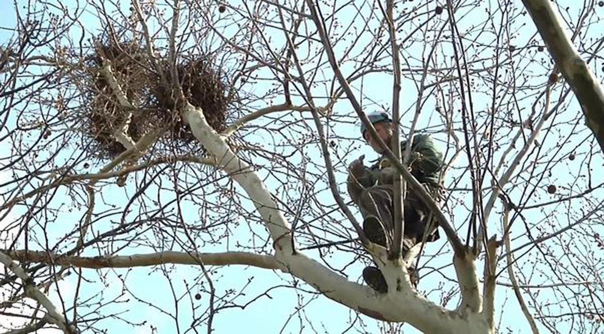 Spitalul Județean Suceava s-a ales cu plângere penală de la Garda de Mediu, pentru că a distrus mai multe cuiburi de ciori