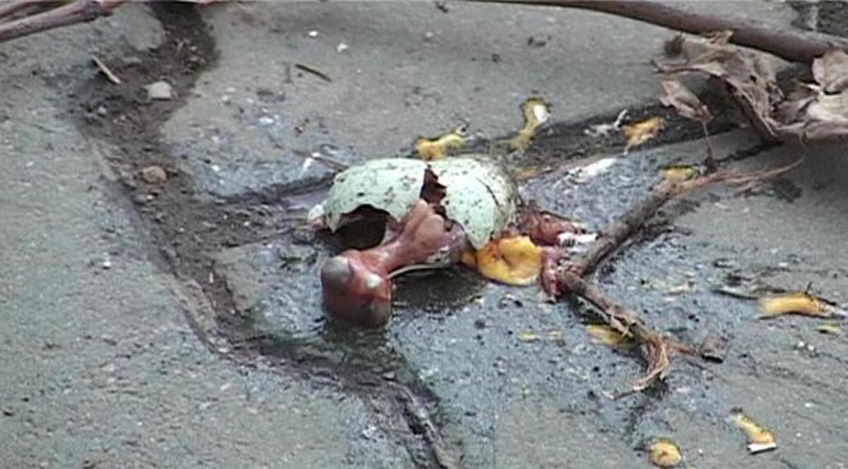Imagini macabre! Zeci de cuiburi de ciori, cu ouă și pui, distruse la Ploieşti