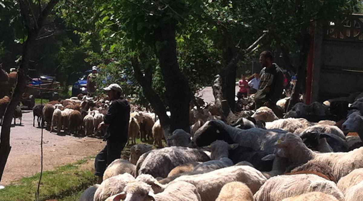 Ciobanii au venit la protest cu peste 1.000 de oi!