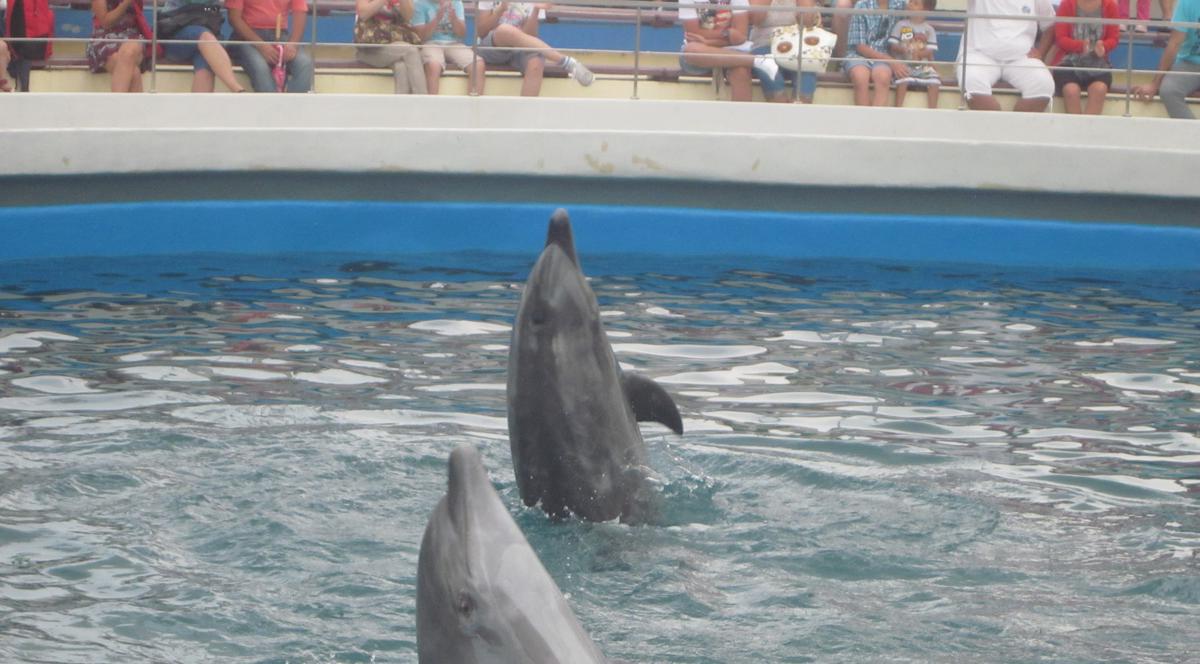 Copiii de grădiniţă intră gratis la Delfinariu