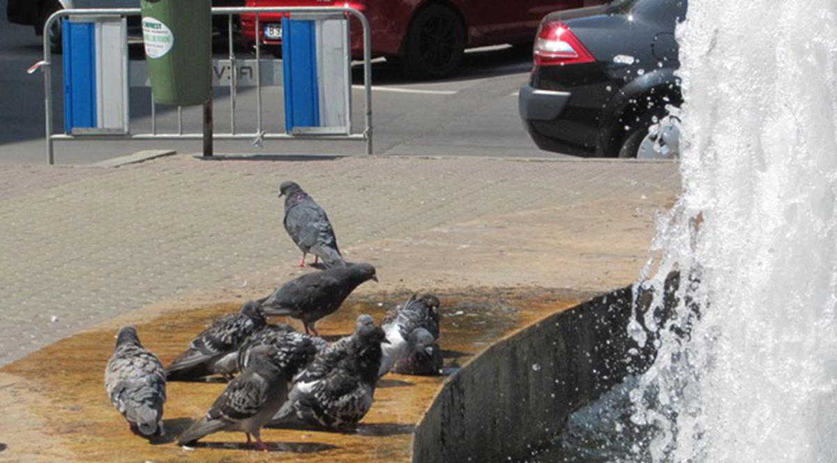 Porumbeii bucureşteni nu mai sunt călători, sunt scăldători! 