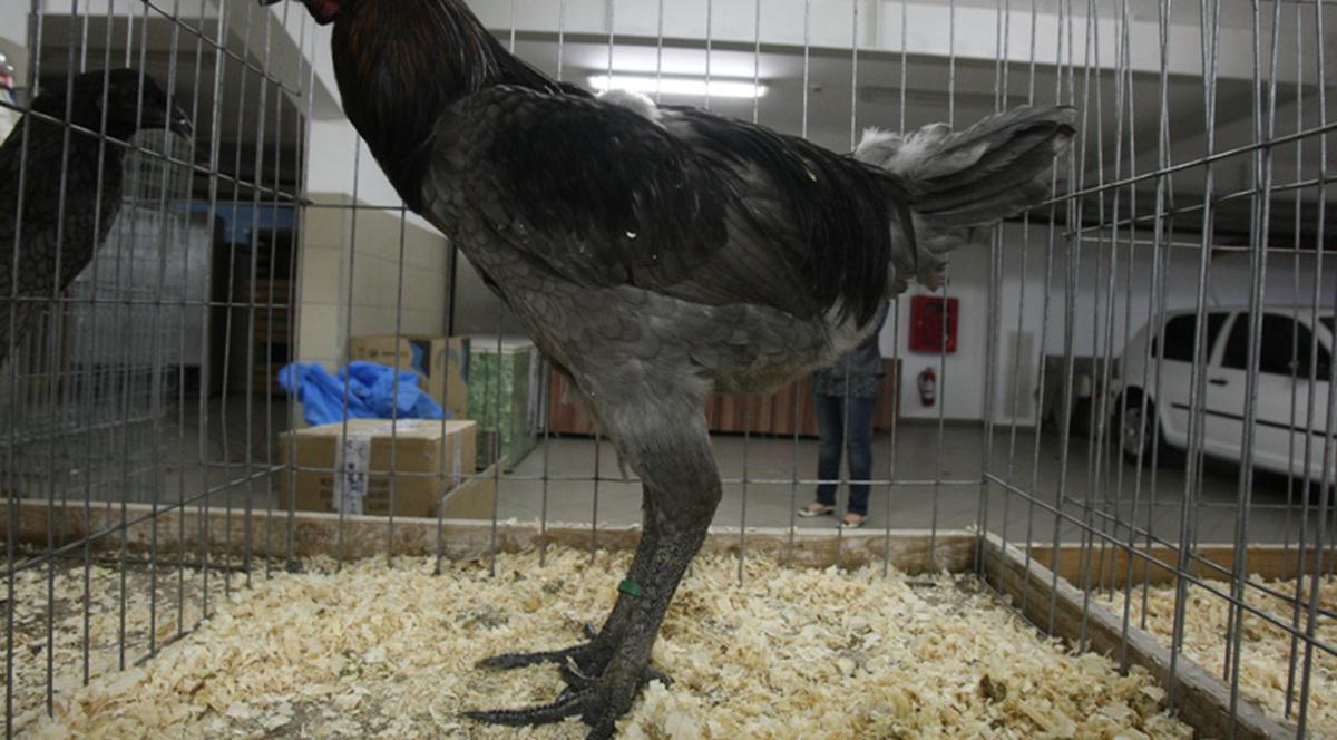 Ce GĂINI CIUDATE! Uite ce au adus crescătorii la o expoziţie din Capitală!| FOTO