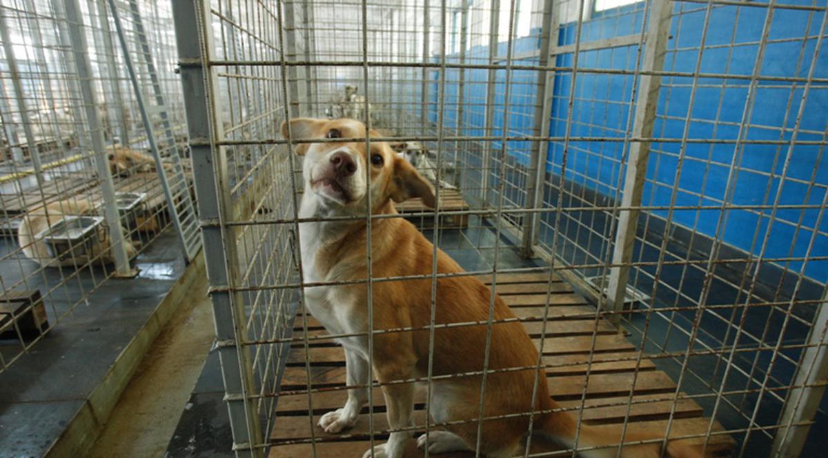 Undă verde pentru adopţii de câini la Mihăileşti!