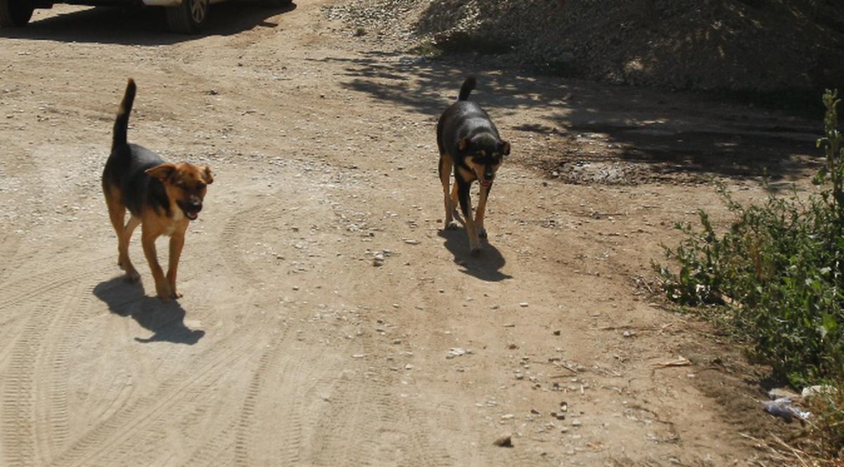 Despăgubiri de 9.000 de euro după ce a fost mutilată de maidanezi 