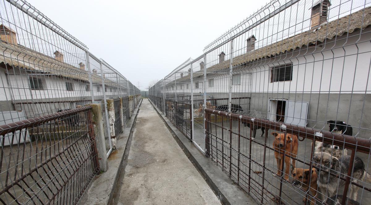 Un nou ADĂPOST pentru MAIDANEZI, unde vor lucra PUŞCĂRIAŞI!