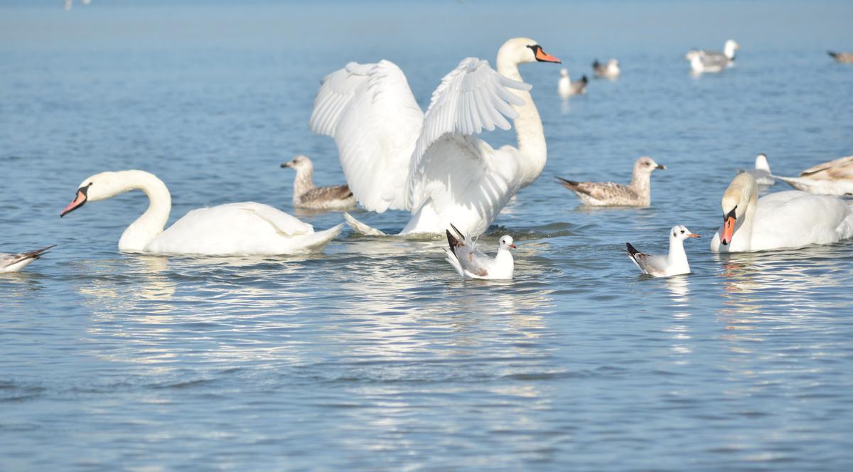Constănţenii au ieşit la plajă să admire lebedele | FOTO