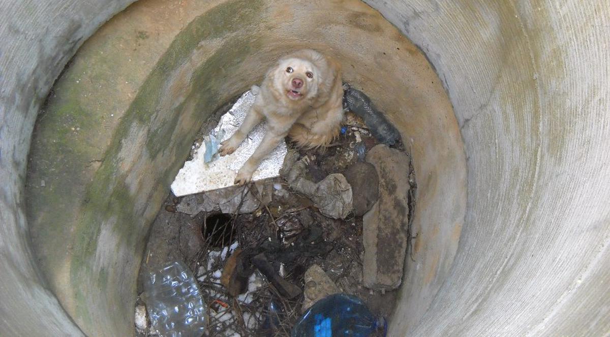 Căţeluşă aruncată în canal, salvată după o săptămână| FOTO