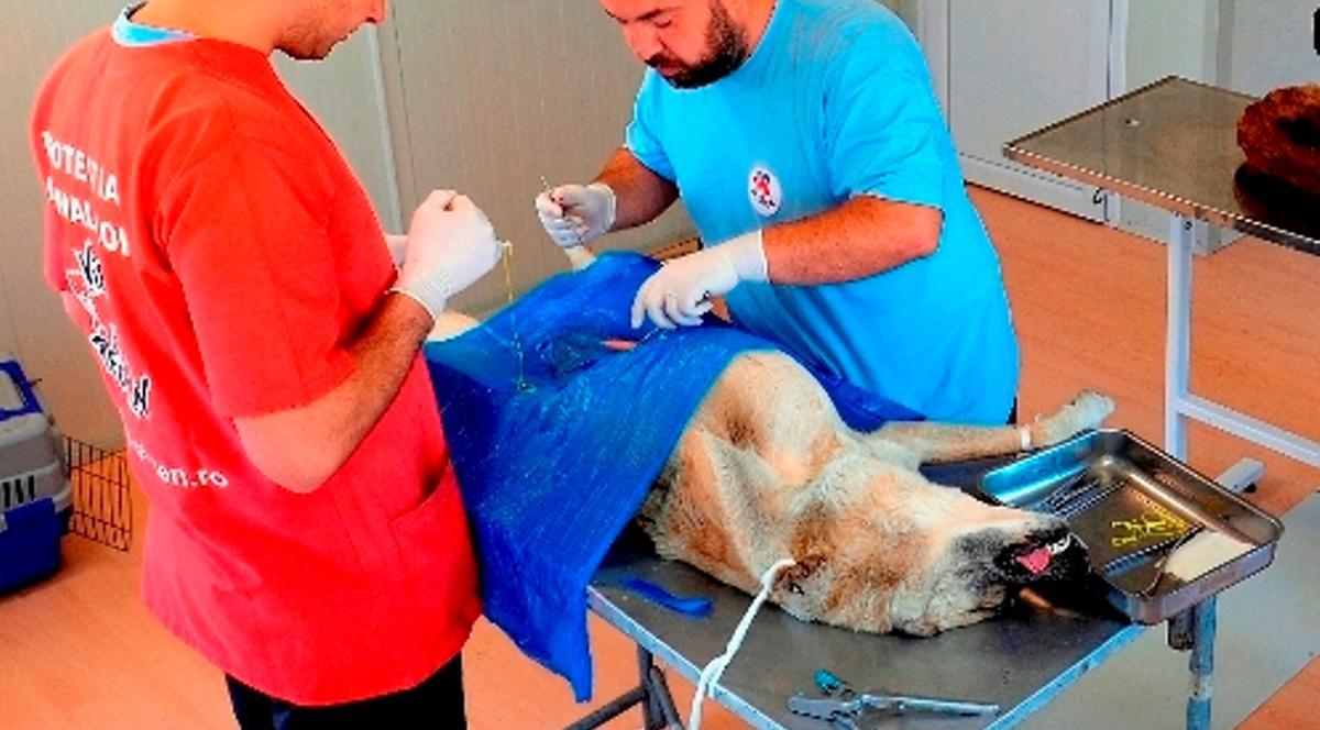 Animalele de companie din Sectorul 1, sterilizate gratuit