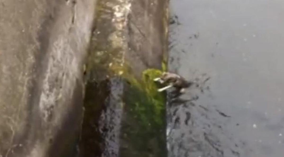 Un român A SĂRIT ÎN APA SOMEŞULUI MIC şi A SALVAT UN CÂINE. REACŢIA DE MULŢUMIRE a maidanezului e superbă | VIDEO