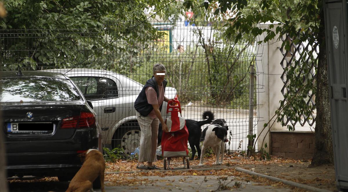 Hrăneşti maidanezii sau nu-i laşi pe hingheri să-şi facă treaba? Primeşti amendă!