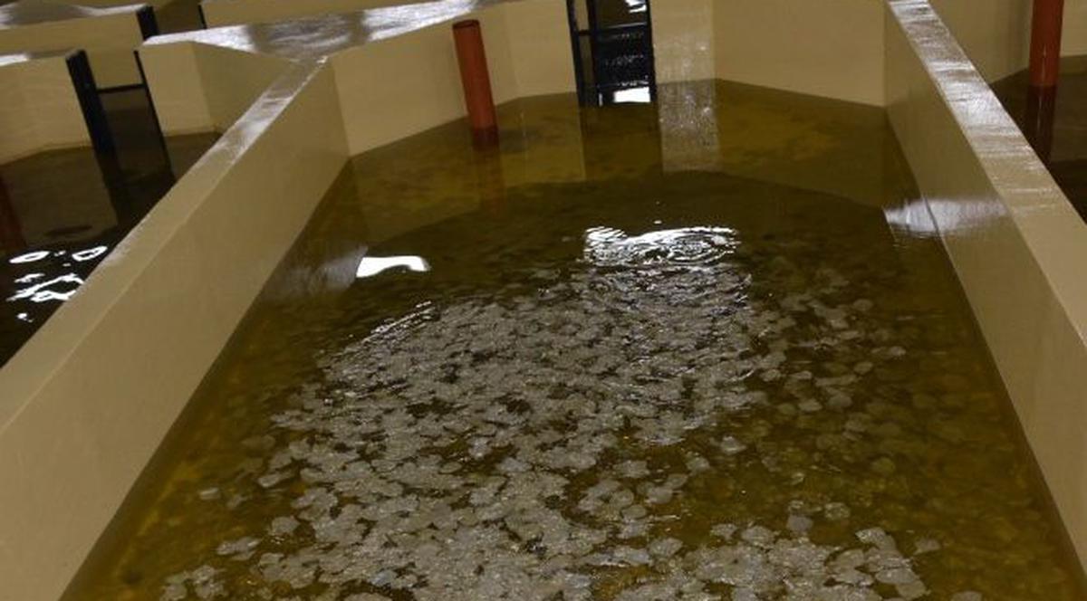 Grădiniţa de calcani! Singura fermă de acest fel din România funcţionează pe Litoral | FOTO