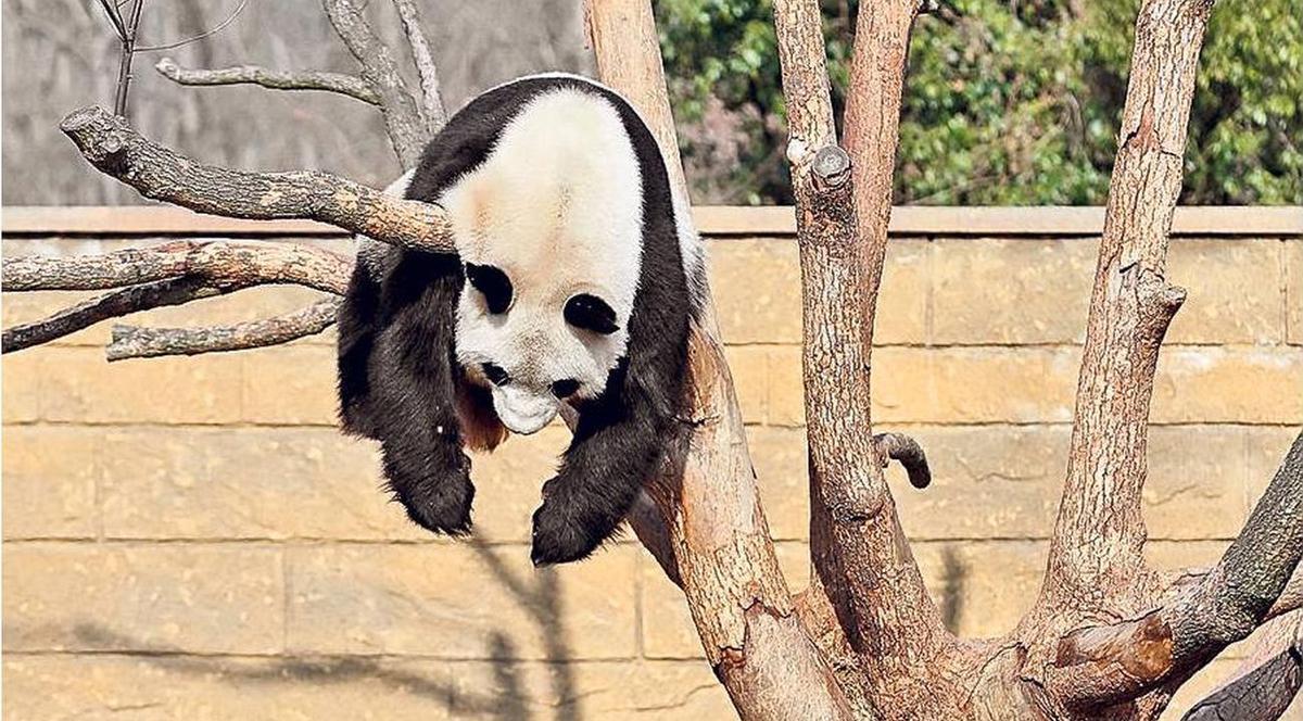 INCREDIBIL! Cât este de INTELIGENTĂ! Ce a făcut o URSOAICĂ PANDA pentru a primi mai MULTĂ MÂNCARE