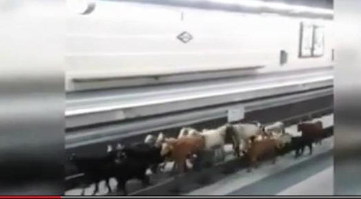 IMAGINI INCREDIBILE! O TURMĂ de CAPRE, pe ŞINE, la METROU | VIDEO