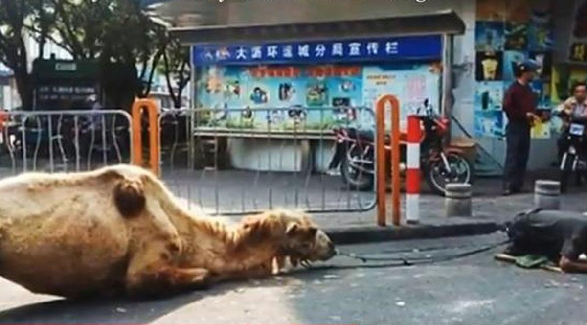 CUTREMURĂTOR! Ce fac CERŞETORII CHINEZI pentru a stârni MILA oamenilor | VIDEO