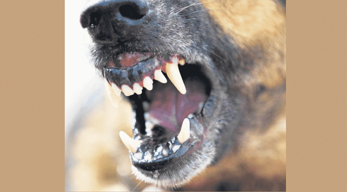 Judecat pentru OMOR din culpă după ce CÂINELE său a muşcat un COPIL care a MURIT