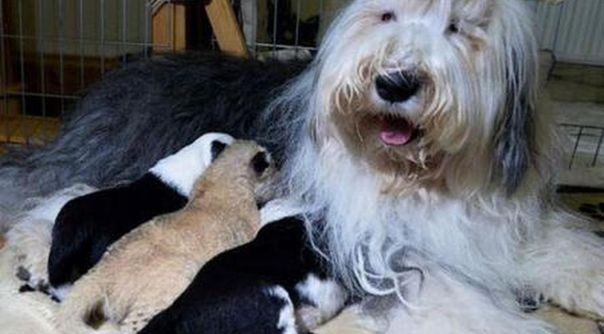 INEDIT! Un PUI de LEU, respins de mamă la naştere, a fost adoptat de o CĂŢELUŞĂ | VIDEO