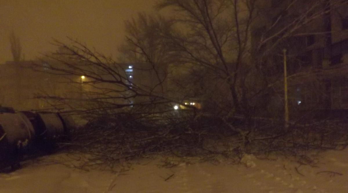 UN COPAC, SMULS DIN RĂDĂCINI de VSICOL, în GALAȚI! FOTO