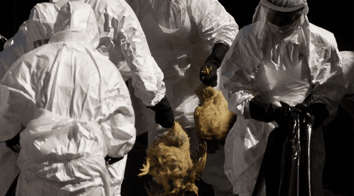 Focar de gripă aviară în Piatra Neamț. Mai multe lebede au murit din cauza bolii