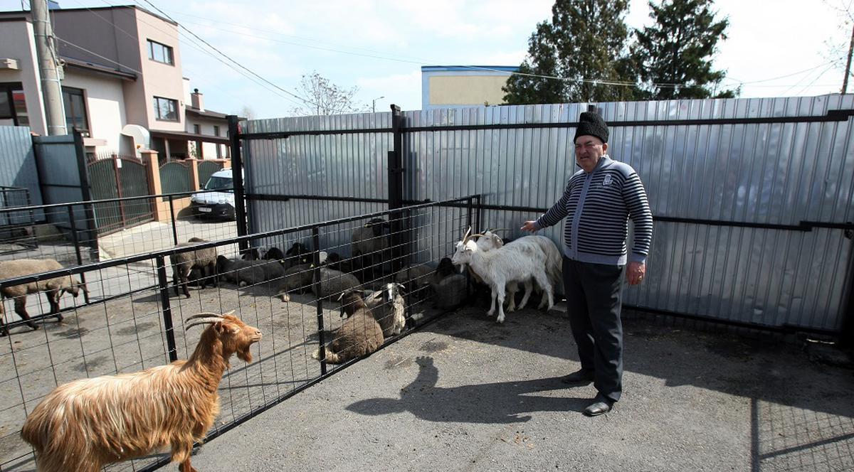 Ciobanii au venit cu miei în Capitală. Află unde-i vând și cât costă!