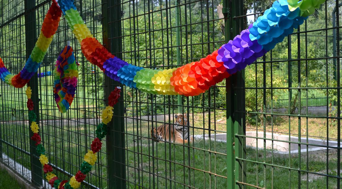 Nuntă mare la Zoo Ploiești! Mirii sunt doi tigri bengalezi