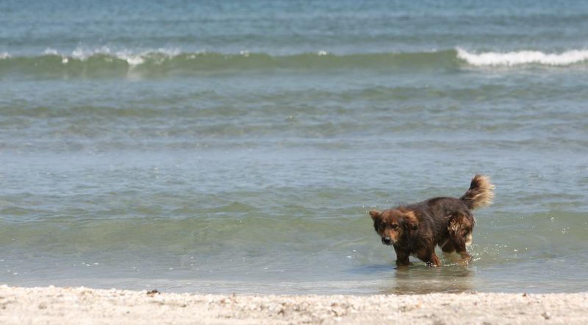 Ce gest frumos! O englezoaică a adoptat câinele care a salvat-o
