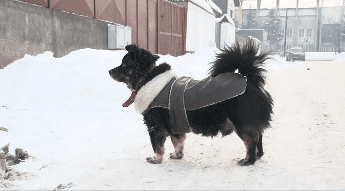 Poa’ să ningă, poa’ să plouă, cuțu are șubă nouă | Gerul crește veniturile pet-shopurilor