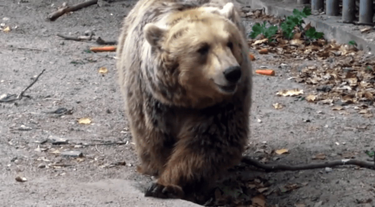 Urs cu doi pui, filmat în Băile Tușnad