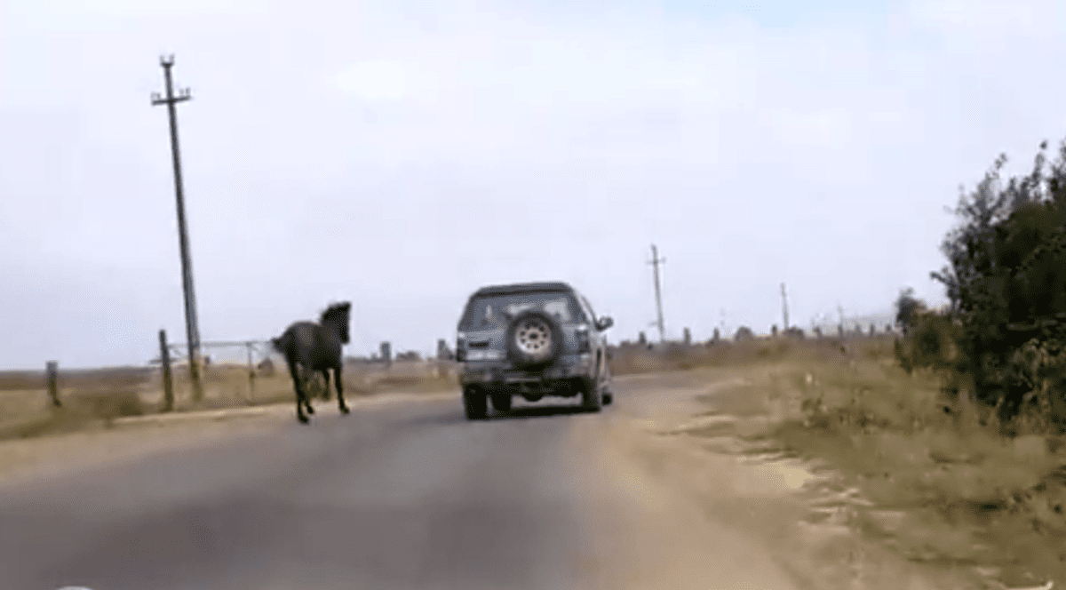 Un cal legat cu o funie de o mașină de teren, filmat în trafic. Imagini incredibile în Neamț. |VIDEO