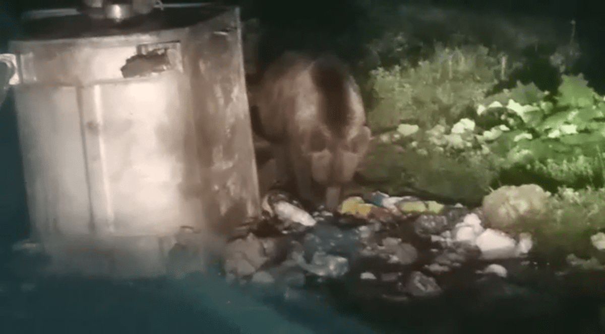 Turist atacat de un urs în cort, pe Valea Cerbului, din Bucegi