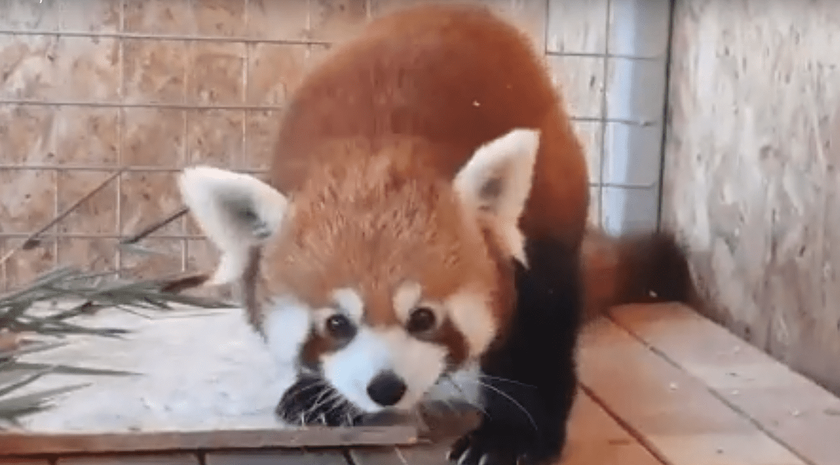 Primul exemplar de panda roșu din România este vedeta Grădinii Zoologice din Brașov!
