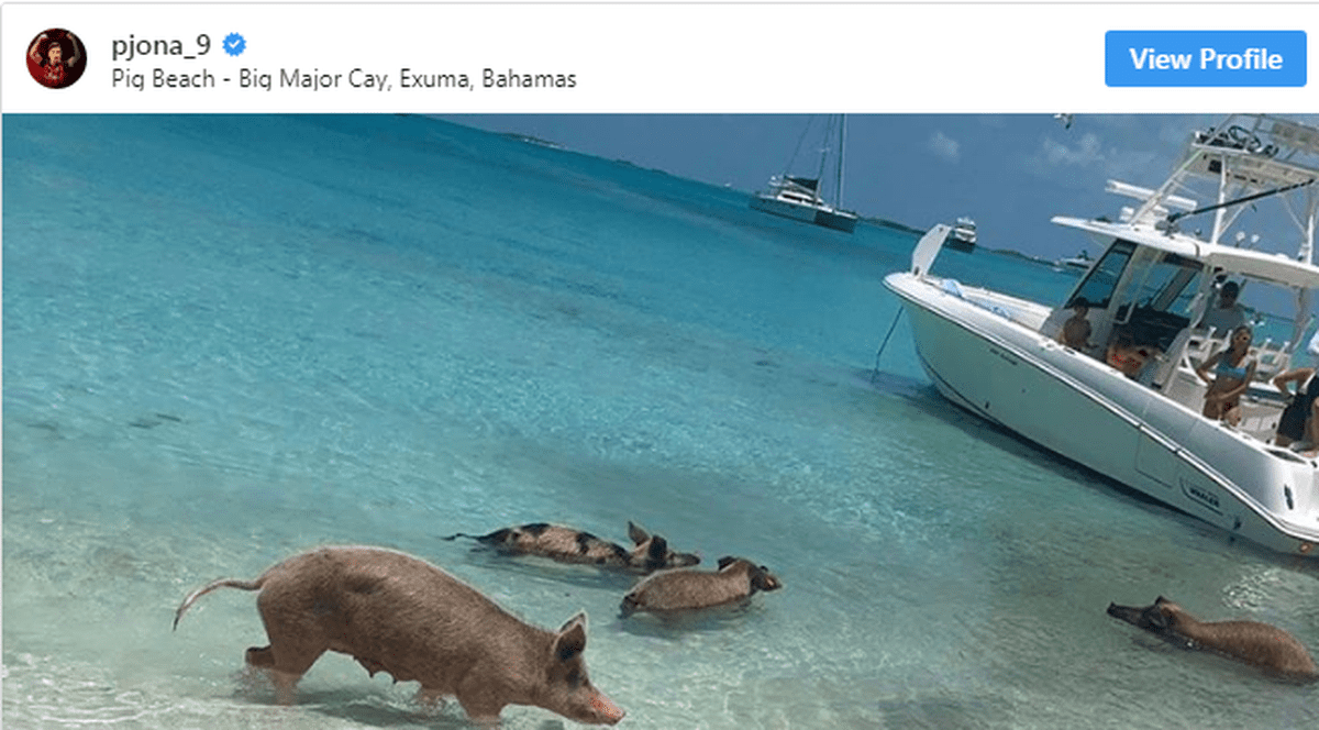 Piatek s-a dus până în Bahamas ca să facă selfie cu porcii