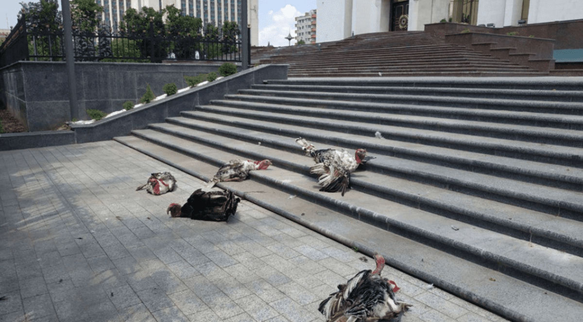 Protestatarii au aruncat curcani în curtea Președinției Republicii Moldova