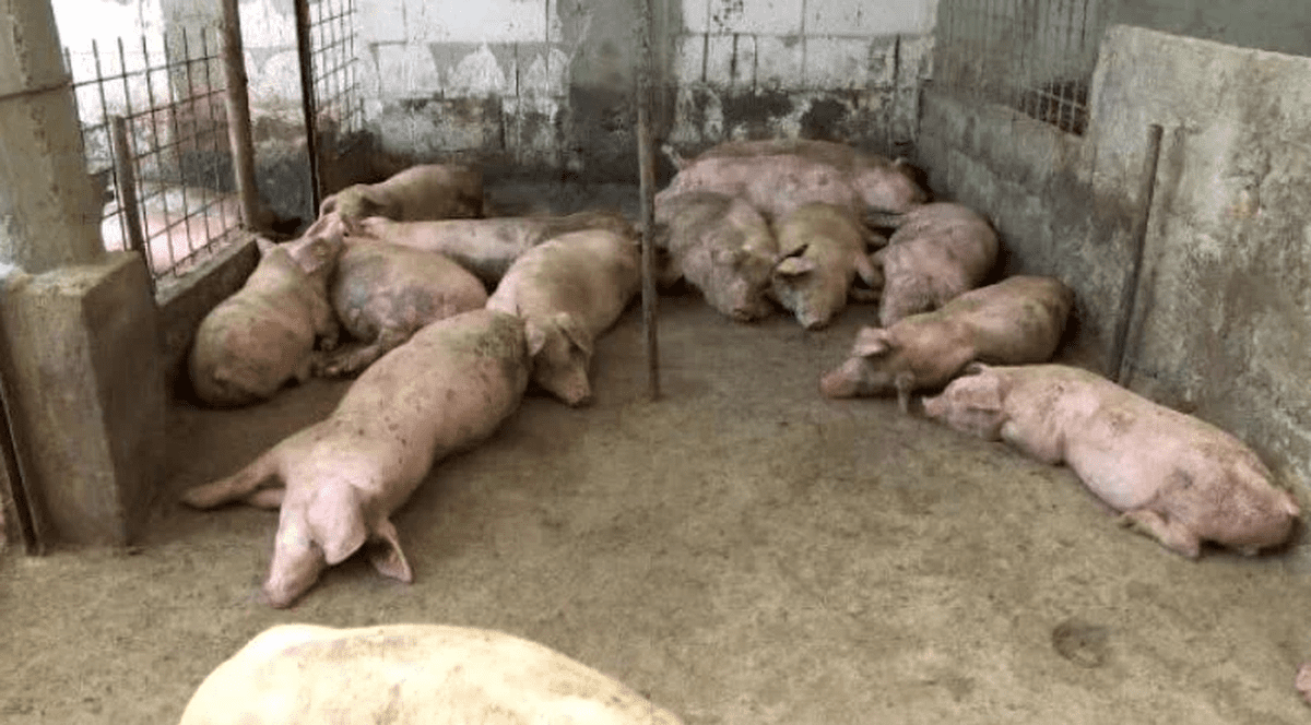 Porci într-o fermă