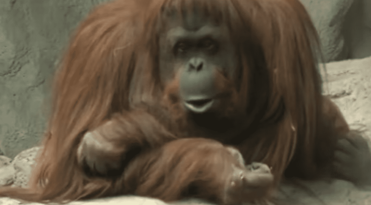 O femelă urangutan a devenit prima persoană nonumană cu drepturi umane