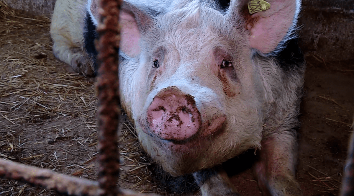 Femeie omorâtă de scroafa pe care o hrănea. Animalul i-a mâncat o mână