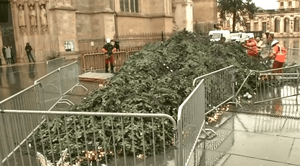 Brad împodobit de Crăciun de 17 metri, culcat la pământ de furtuna Fabien