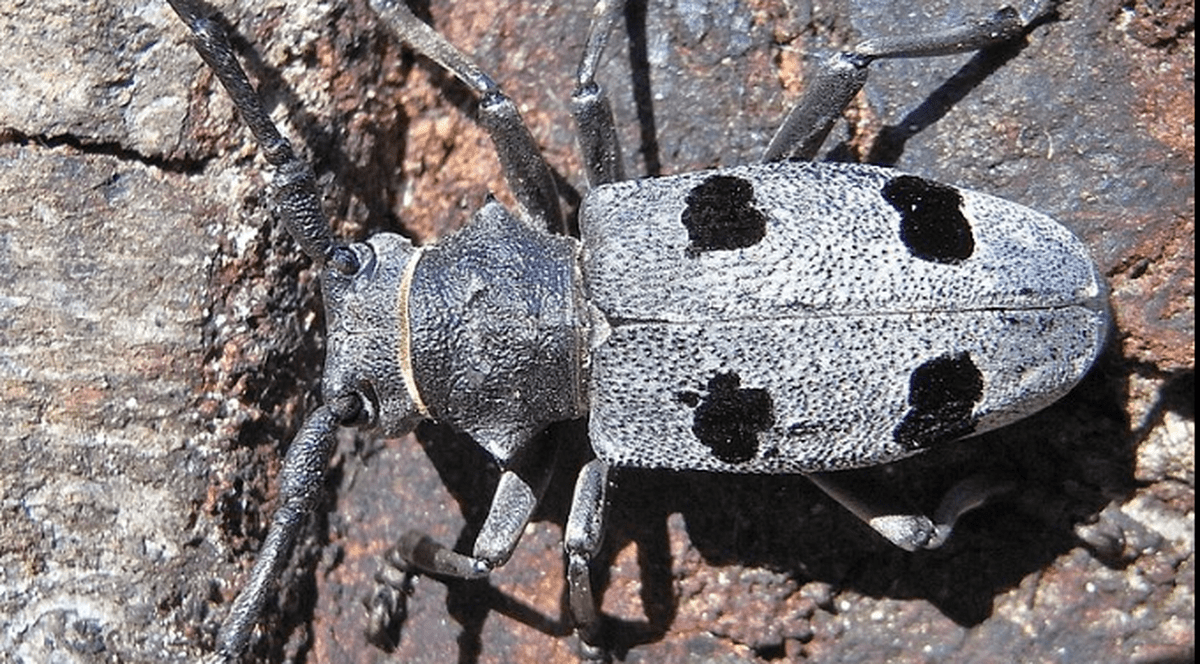 Cațavencii, articol demolator despre cum rămâne țara noastră în înapoiere: "România dispune de o garnitură rarisimă de proști"