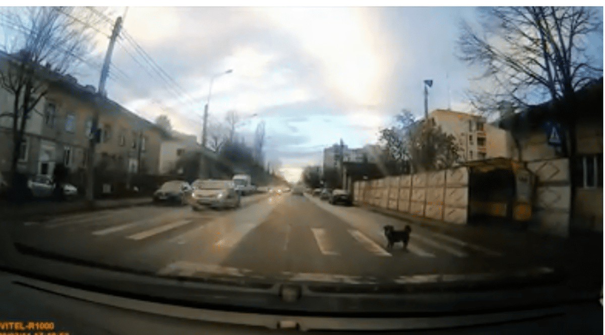 Lecție de educație rutieră ”predată” de un cățel din Ploiești. Imaginea a devenit virală