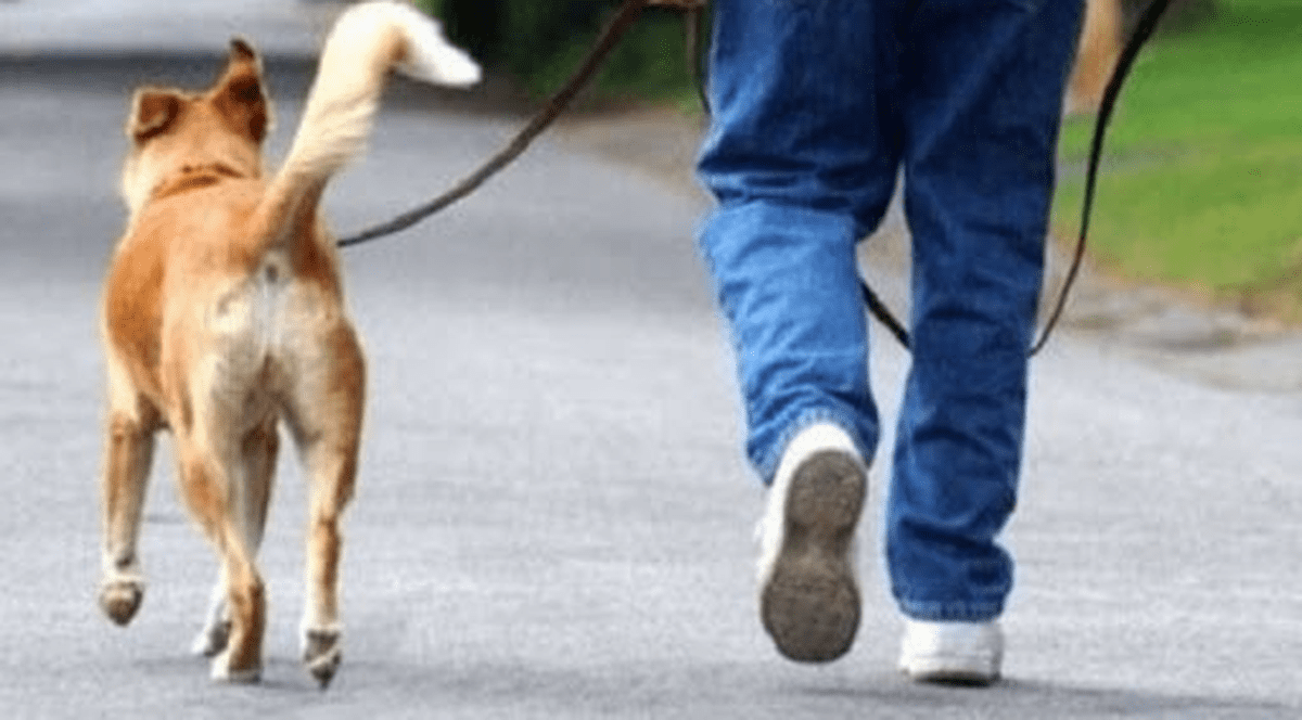 Un sucevean a ieșit din autoizolare la plimbare cu câinele și 30 de papagali