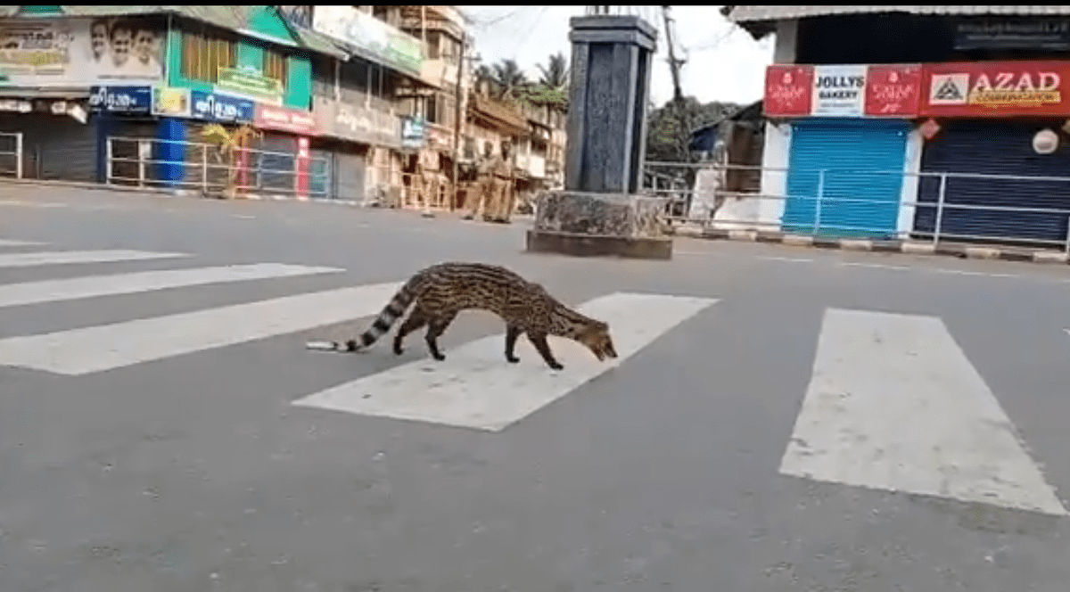 Un efect al pandemiei: Au apărut animale sălbatice pe străzile orașelor pustii