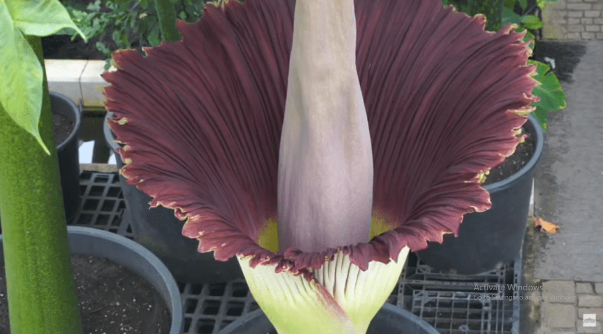 VIDEO | Un exemplar din “floarea-cadavru”, cea mai mare din lume, a înflorit în Belgia