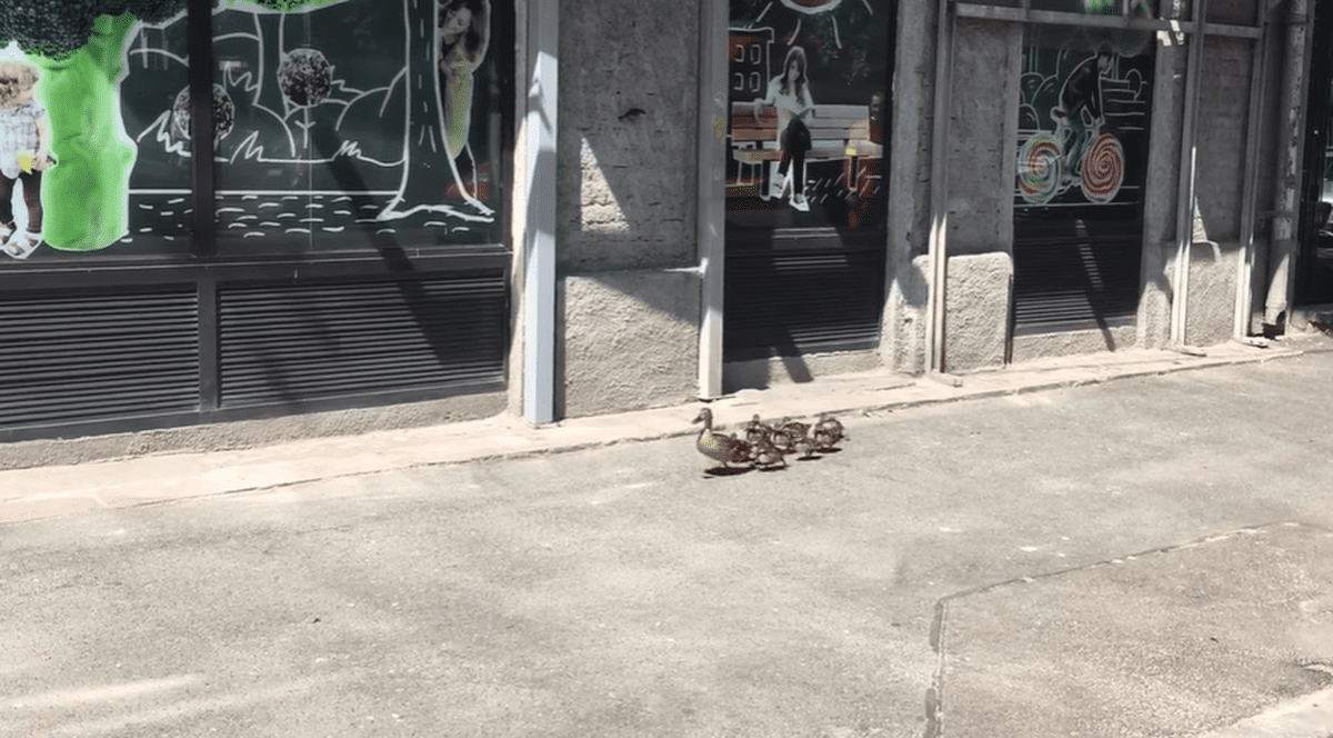 VIDEO | Imagini inedite. Un cârd de rățuște a ieșit la plimbare în apropiere de Parcul Cișmigiu